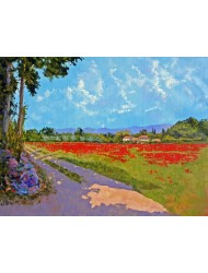 Coquelicots à Oppede