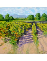 Viță de vie vara &icirc;n Luberon 