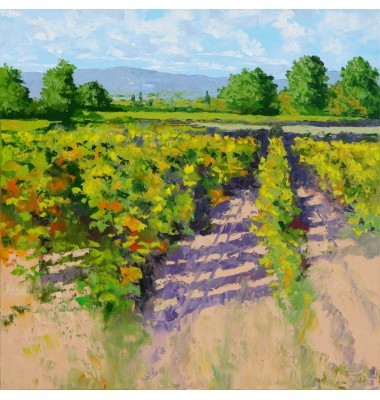 Viță de vie vara &icirc;n Luberon 