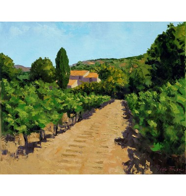 Viță de vie vara &icirc;n Luberon